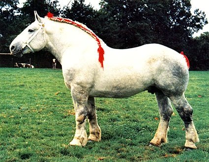 Draft Horse Breeds